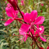 GAURA lindhimeri Gaudi Red Perennial Plant