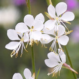 Gaura Lindhimeri Gaudi White  2L Perennial Plant