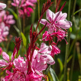 Gaura Siskiyou Pink  2L Perennial Plant