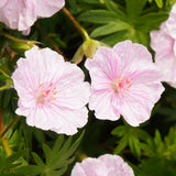 GERANIUM sanguineum Vision Pink Perennial Plant