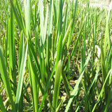 Glyceria Maxima Aquatic Pond Plant - Reed Sweetgrass Aquatic Plants