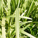 Glyceria Maxima Variegata Aquatic Pond Plant - Reed Sweetgrass Aquatic Plants