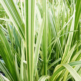 Glyceria Maxima Variegata Aquatic Pond Plant - Reed Sweetgrass Aquatic Plants