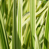 Glyceria Maxima Variegata Aquatic Pond Plant - Reed Sweetgrass