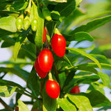 Gojiberry (Lycium Barbarum) Fruit Bush 3ltr Pot Fruit