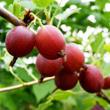 Gooseberry Captivator (Ribes uva-crispa) Fruit Bush 3ltr Pot