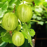 Gooseberry Hinnonmaki Green (Ribes uva-crispa) Fruit Bush 3ltr Pot Fruit