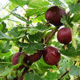 Gooseberry Hinnonmaki Red (Ribes uva-crispa) Fruit Bush 3ltr Pot
