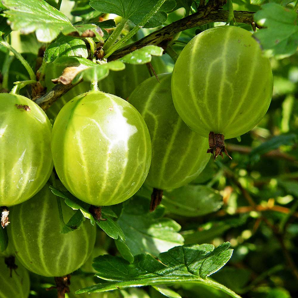 Gooseberry Hinnonmaki Yellow (Ribes uva-crispa) Fruit Bush 3ltr Pot Fruit