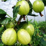 Gooseberry Invicta (Ribes uva-crispa) Fruit Bush 3ltr Pot