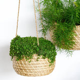 Hanging Seagrass Planter Set of 2