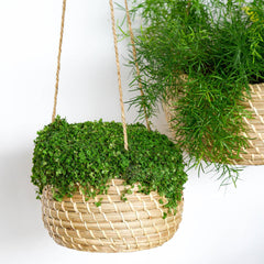 Hanging Seagrass Planter Set of 2 Pots & Planters