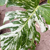 Heavily Variegated Monstera Albo Cutting House Plant