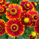 HELENIUM autumnale HayDay Red Bicolor Perennial Plant