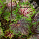 Heuchera Beauty Color  2L Perennial Plant