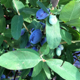Honeyberry Boreal Beauty (Lonicera caerulea edulis) Fruit Bush 3ltr Pot Fruit