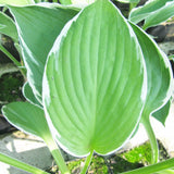 Hosta Francee Aquatic Pond Plant - Plantain Lily