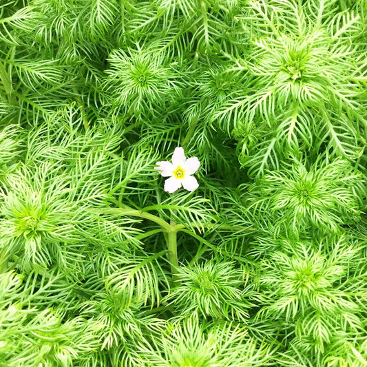Hottonia Palustris Aquatic Pond Plant - Water Violet Aquatic Plants