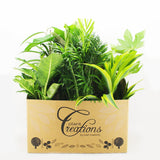 Houseplant Gift Set (Large) 10 x 17cm Mixed Pot Plants House Plant