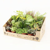 Houseplant Gift Set (Small) 24 x 9cm Mixed Pot Plants