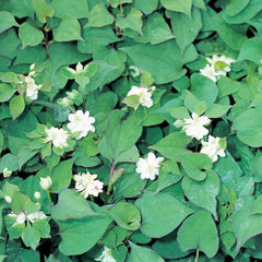 Houttuynia Cordata Plena Aquatic Pond Plant - Chameleon Plant Aquatic Plants