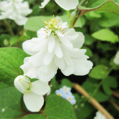 Houttuynia Cordata Plena Aquatic Pond Plant - Chameleon Plant Aquatic Plants