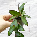 Hoya Rosita Wax House Plant 6cm Pot