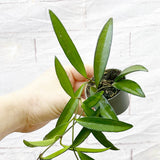 Hoya Wayetti Wax House Plant 6cm Pot