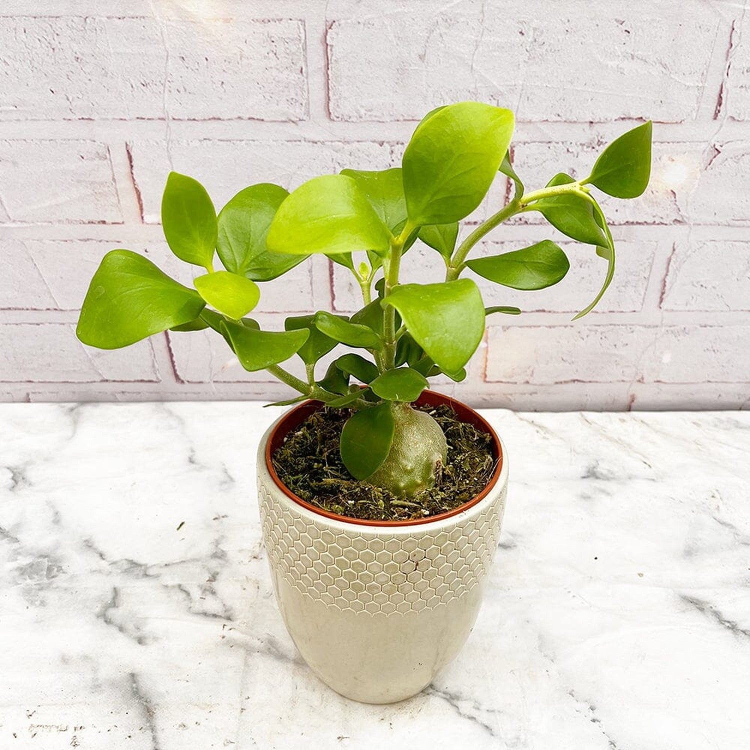 Hydnophytum Papuanum Ant Plant House Plant 12cm Pot House Plant