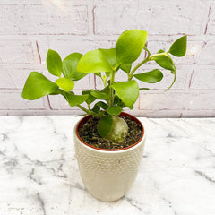 Hydnophytum Papuanum Ant Plant House Plant 12cm Pot House Plant