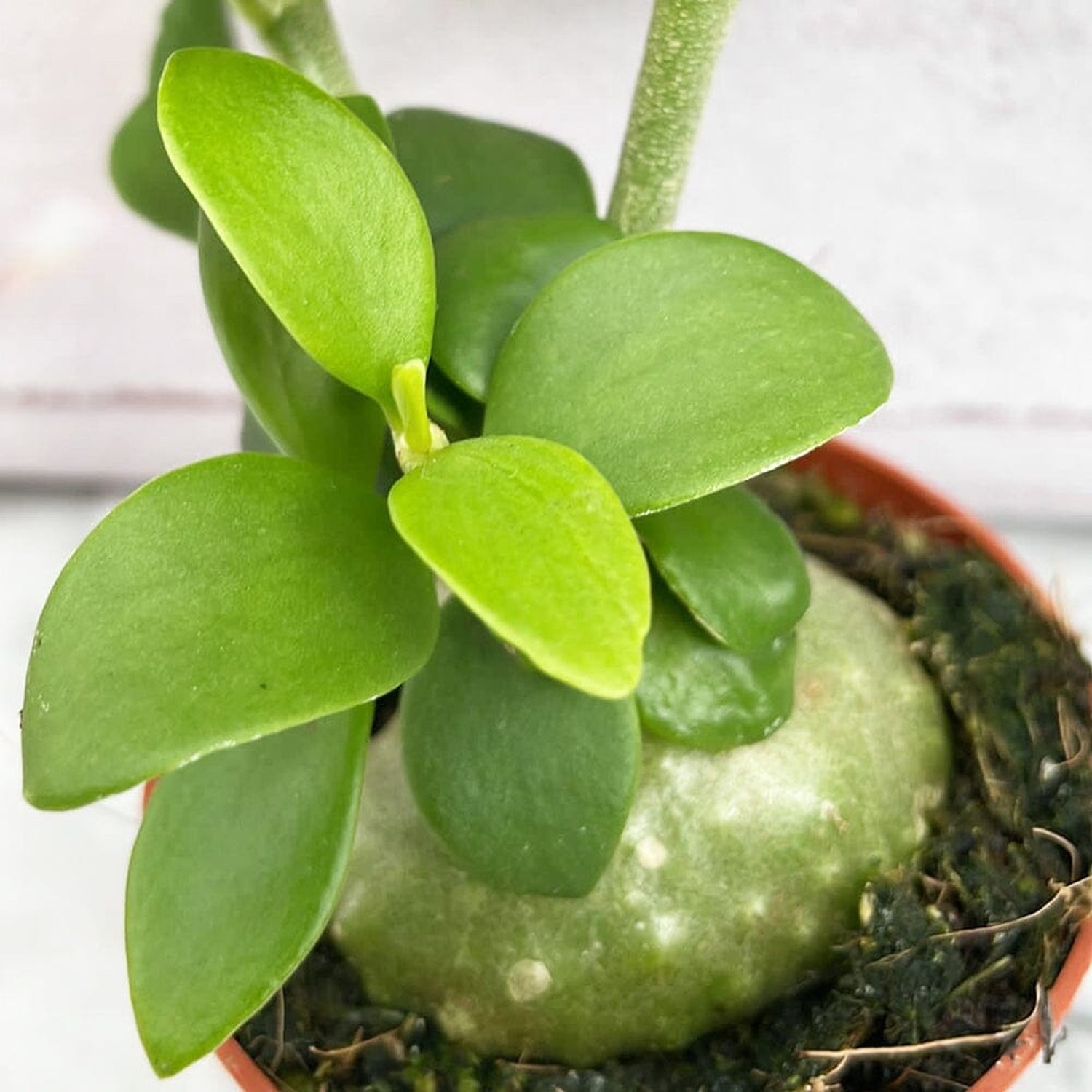 Hydnophytum Papuanum Ant Plant House Plant 6cm Pot House Plant