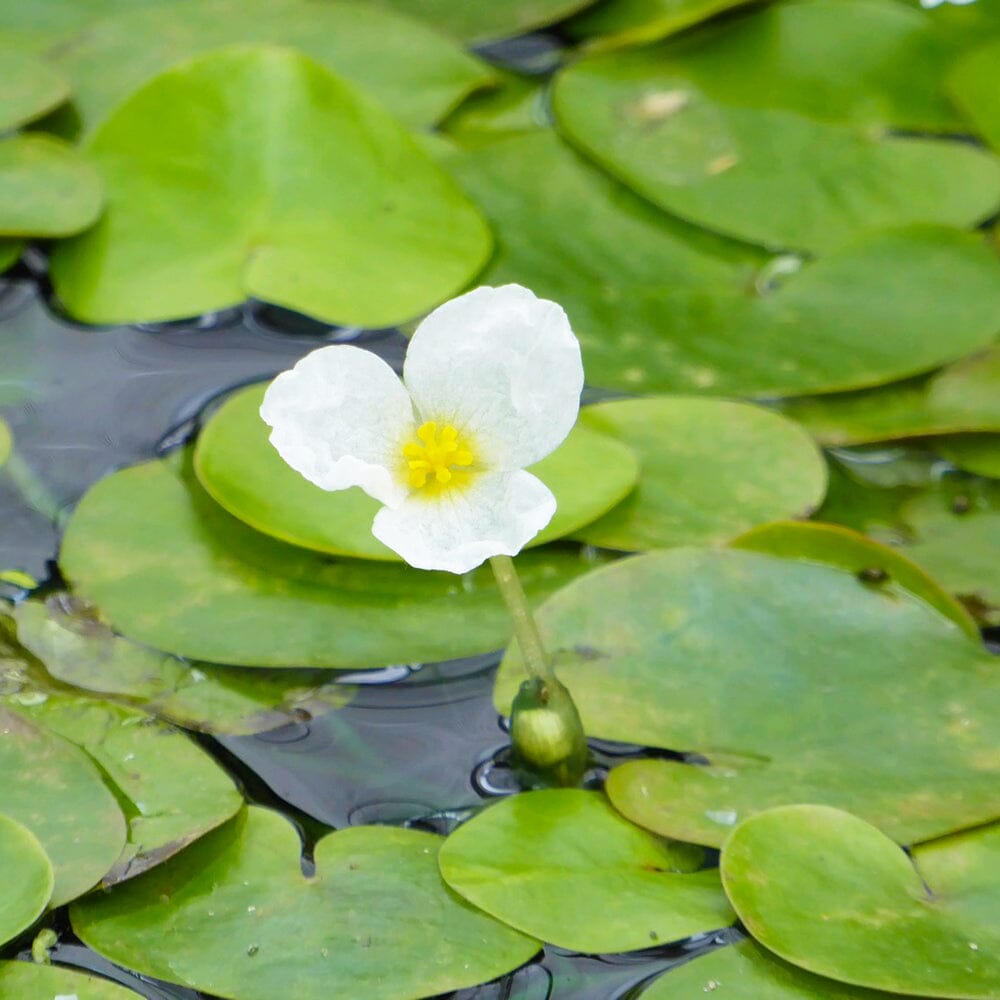 Hydrocharis Morsus Ranae Aquatic Pond Plant - Frogbit Aquatic Plants