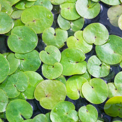 Hydrocharis Morsus Ranae Aquatic Pond Plant - Frogbit Aquatic Plants