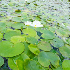Hydrocharis Morsus Ranae Aquatic Pond Plant - Frogbit Aquatic Plants