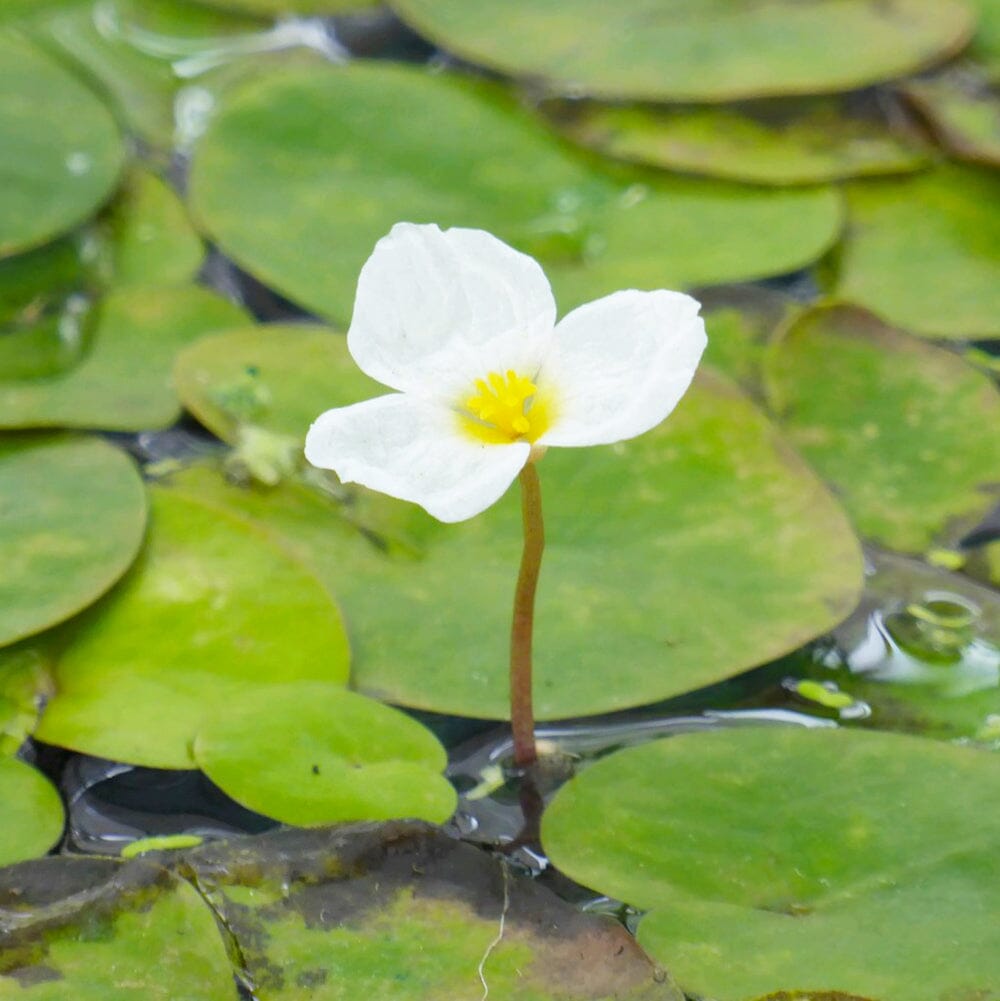 Hydrocharis Morsus Ranae Aquatic Pond Plant - Frogbit Aquatic Plants