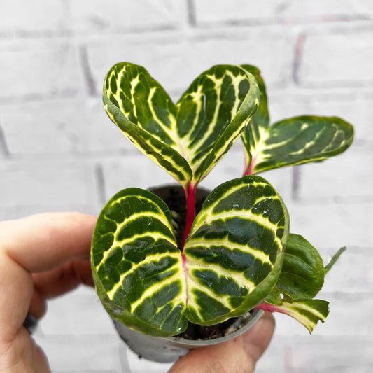 Iresine Herbstii House Plant 6cm Pot House Plant