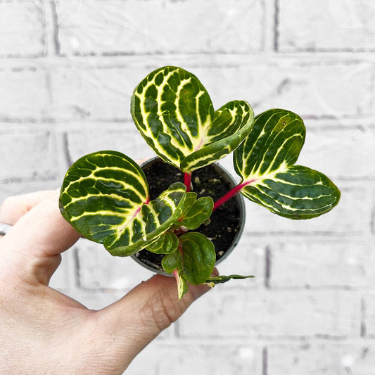 Iresine Herbstii House Plant 6cm Pot House Plant