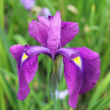 Iris Ensata Aquatic Pond Plant - Japanese Iris