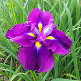 Iris Ensata Eileen's Dream Aquatic Pond Plant - Japanese Iris