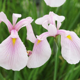 Iris Ensata Rose Queen Aquatic Pond Plant - Japanese Iris