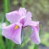 Iris Ensata Rose Queen Aquatic Pond Plant - Japanese Iris Aquatic Plants