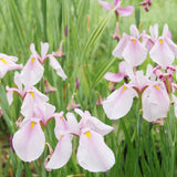 Iris Ensata Rose Queen Aquatic Pond Plant - Japanese Iris Aquatic Plants