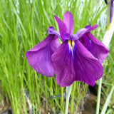 Iris Ensata Variegata Aquatic Pond Plant - Japanese Iris Aquatic Plants