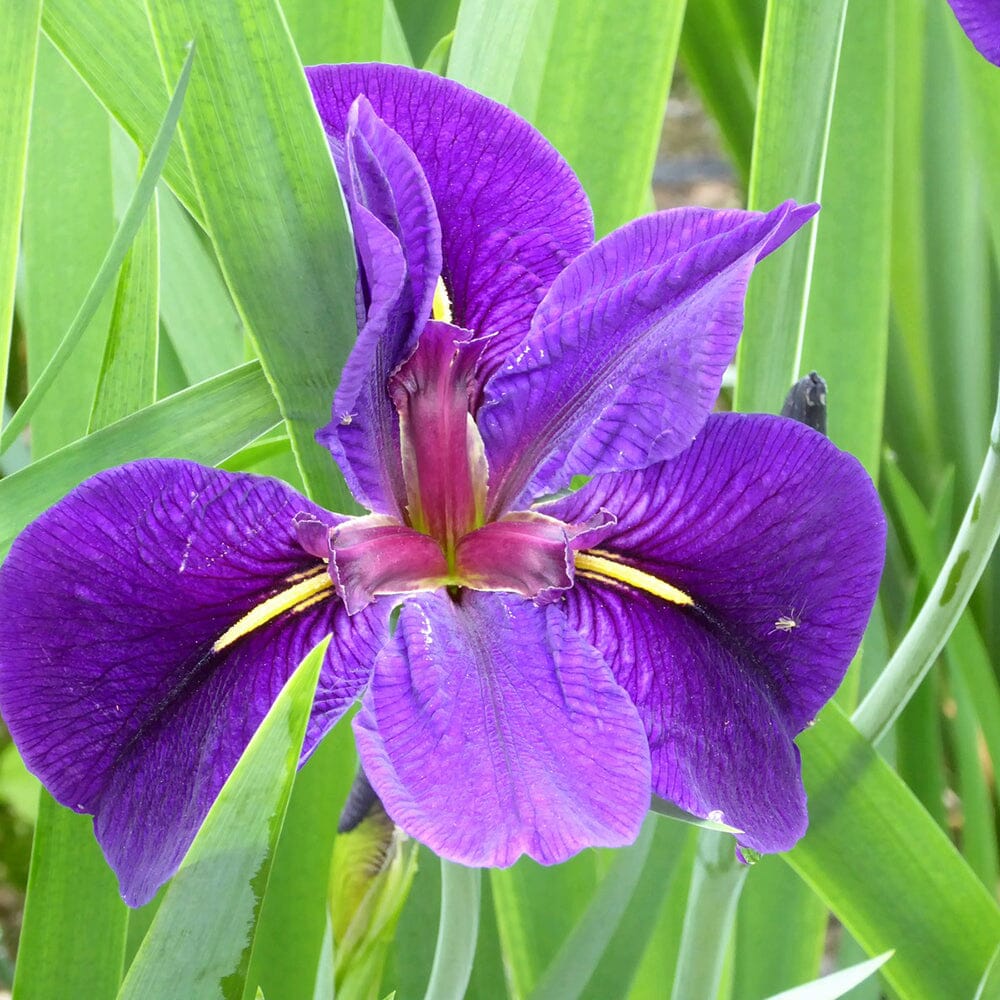 Iris Louisiana Black Gamecock Aquatic Pond Plant Aquatic Plants