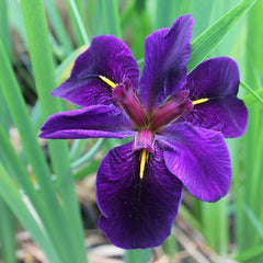 Iris Louisiana Black Gamecock Aquatic Pond Plant Aquatic Plants