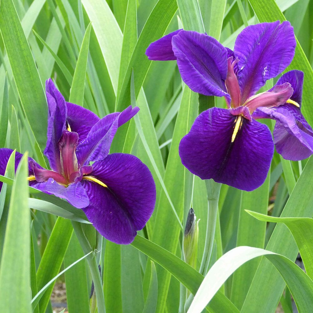 Iris Louisiana Black Gamecock Aquatic Pond Plant Aquatic Plants