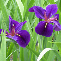 Iris Louisiana Black Gamecock Aquatic Pond Plant Aquatic Plants