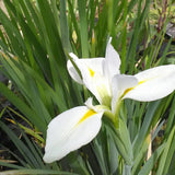 Iris Louisiana Her Highness Aquatic Pond Plant - Louisiana Iris