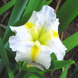 Iris Louisiana Hush Money Aquatic Pond Plant - Louisiana Iris
