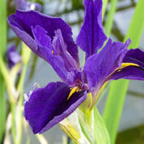 Iris Louisiana Marie Gallais Aquatic Pond Plant - Louisiana Iris